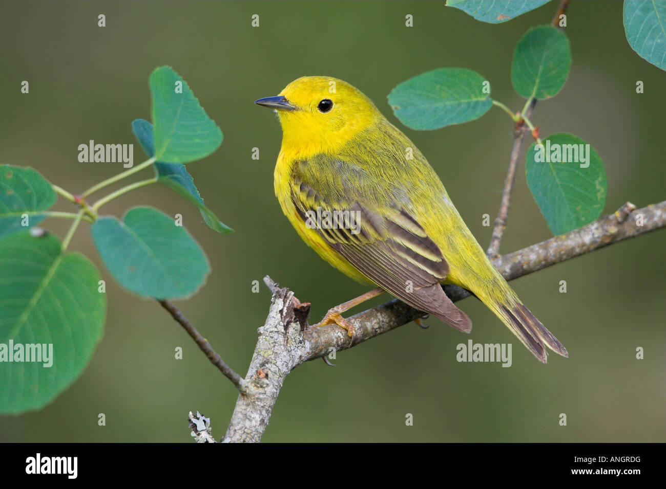 Gelben Sie Warbler (Dendroica Petechia), Britisch-Kolumbien, Kanada. Stockfoto