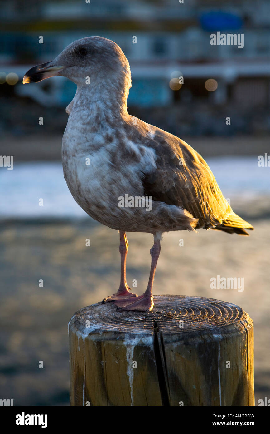 Kalifornien Gull, (Larus Californicus) 1. Winterkleid Redondo Beach King Harbor Los Angeles County in Kalifornien Stockfoto