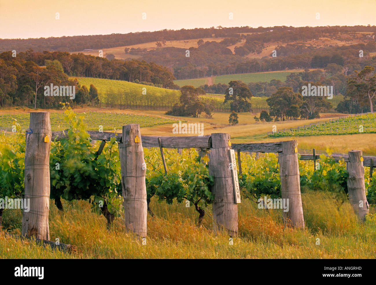 Weinberg, Margaret River, Western Australia, Australien Stockfoto