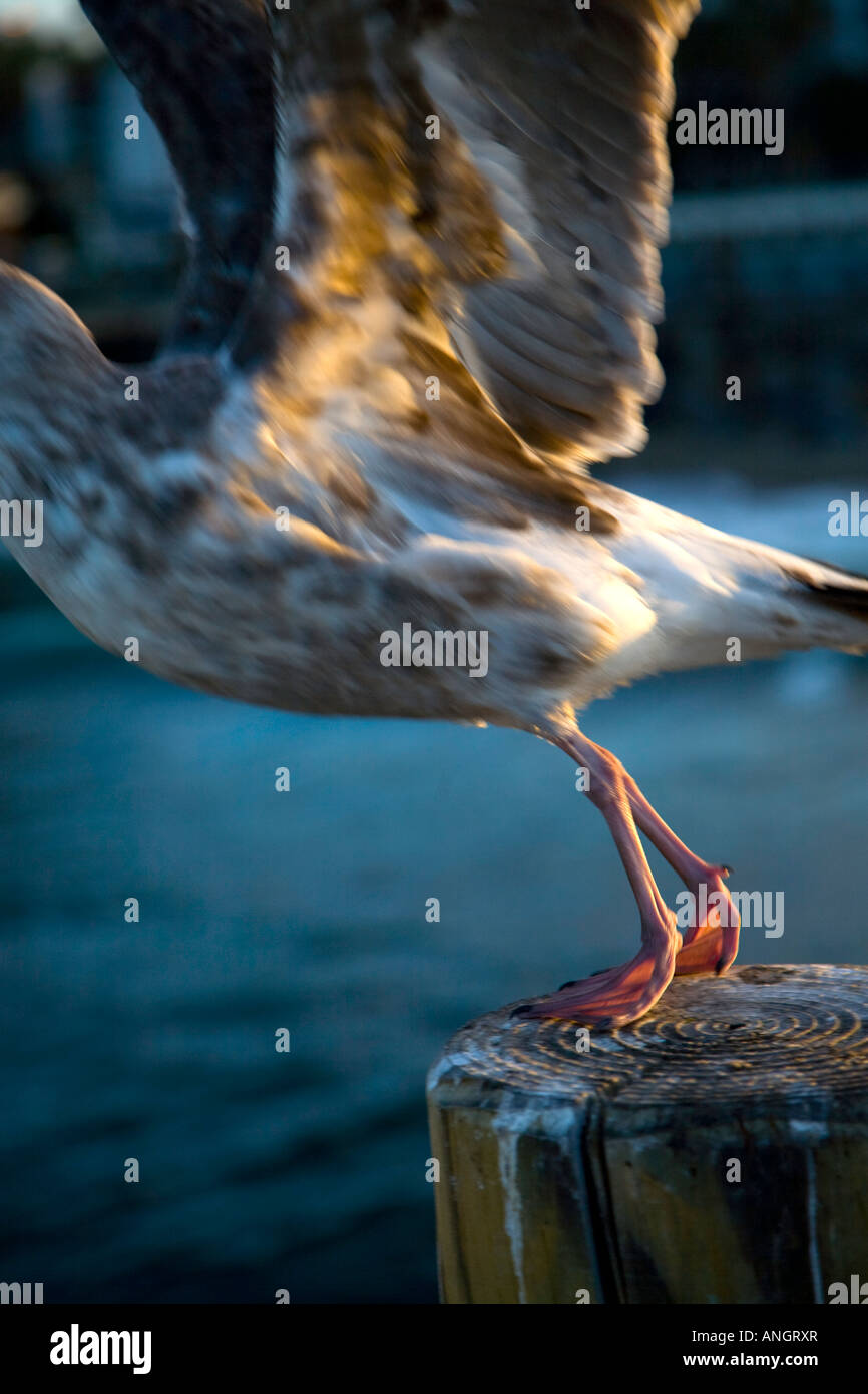 Kalifornien Gull (Larus Californicus) 1. Winterkleid ausziehen aus Stapeln von Redondo Beach Kalifornien Stockfoto