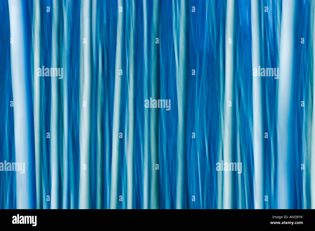 Zusammenfassung von Bäumen, Jasper Nationalpark, Alberta, Kanada. Stockfoto