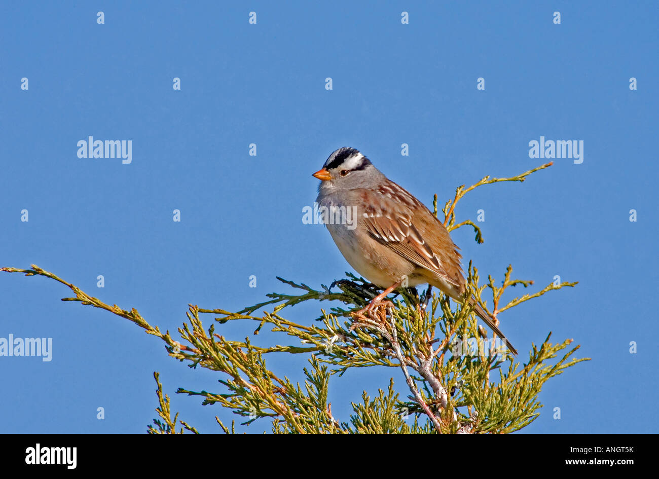 Weiß gekrönt Sparrow, Churn Creek Protected Area, in der Nähe von Schafen Junction, Britisch-Kolumbien, Kanada. Stockfoto