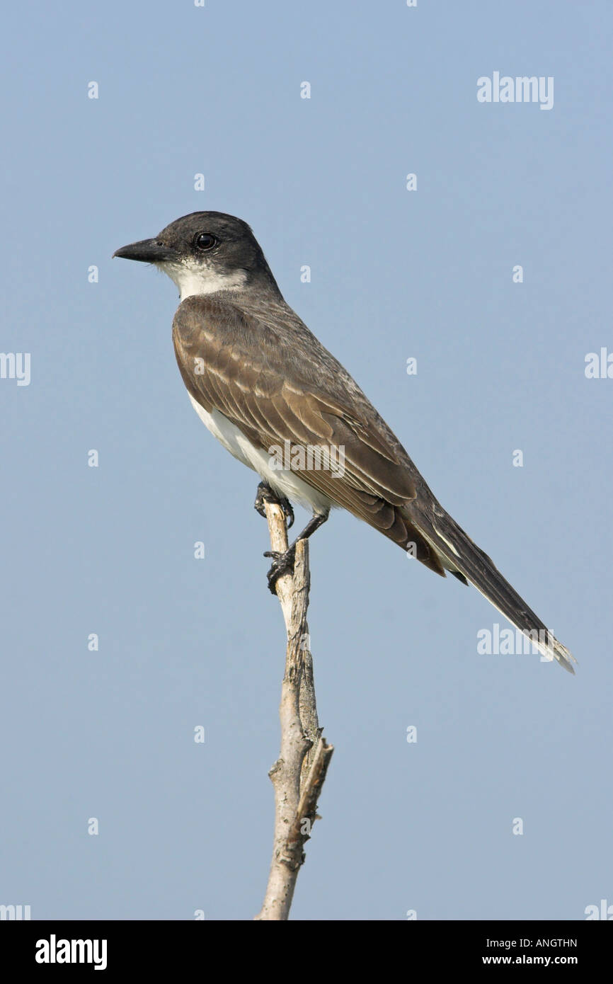 Eine östliche Kingbird (Tyrannus Tyrannus) an die Carden Alvar in Ontario, Kanada. Stockfoto