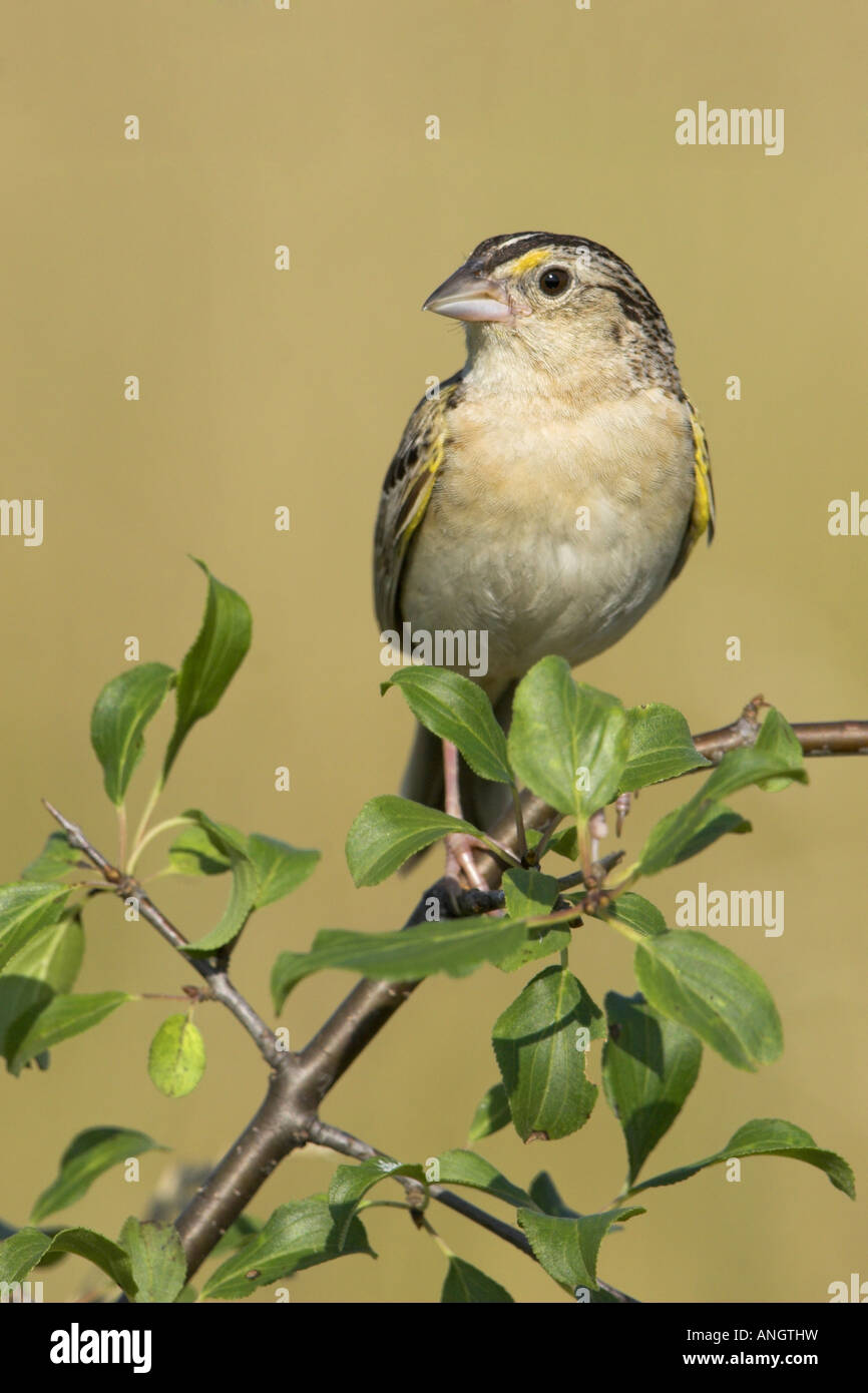 Eine Heuschrecke Spatz (Ammodramus Savannarum) an der Carden Alvar in Ontario, Kanada. Stockfoto