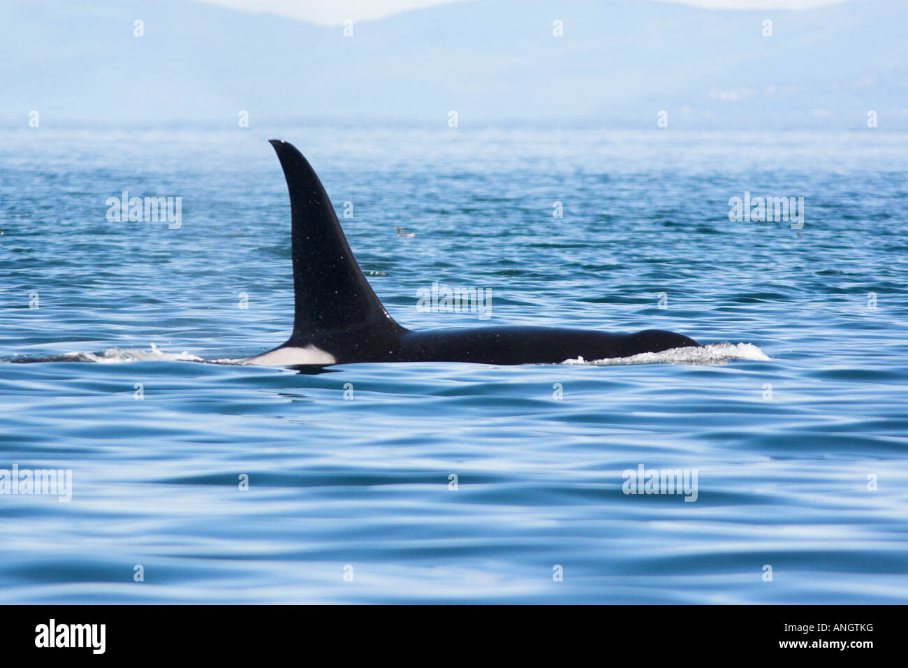 Ein Orca (Orcinus Orca) Belag für Luft etwas außerhalb von Victoria, British Columbia, Kanada. Stockfoto