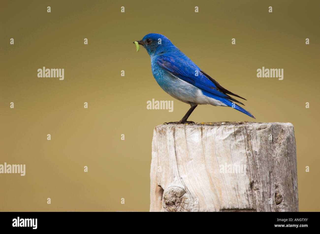 Mountain Bluebird (Sialia Currucoides) männliche Beteiligung Wurm. Waterton Lakes National Park, südwestlichen Alberta, Kanada. Stockfoto