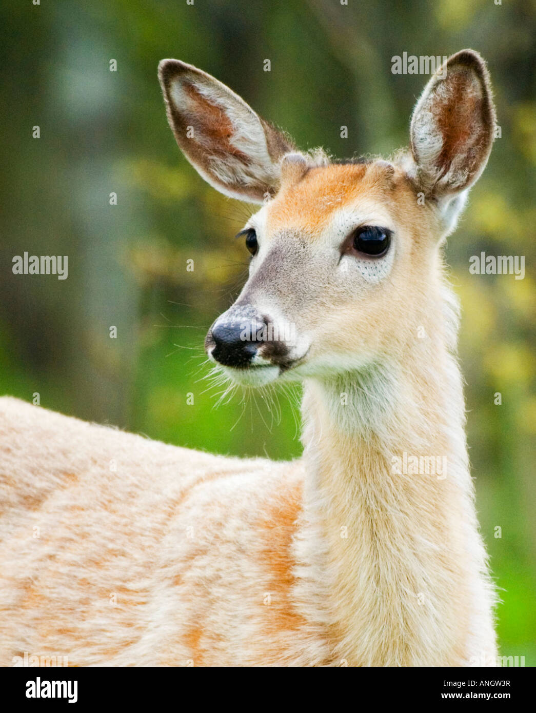 Weiß - angebundene Rotwild (Odocoileus Virginianus) männlich. Ende Mai beginnt das gräulich-braunen Fell des Winters, um die Reddis schwelgen zu vergießen Stockfoto