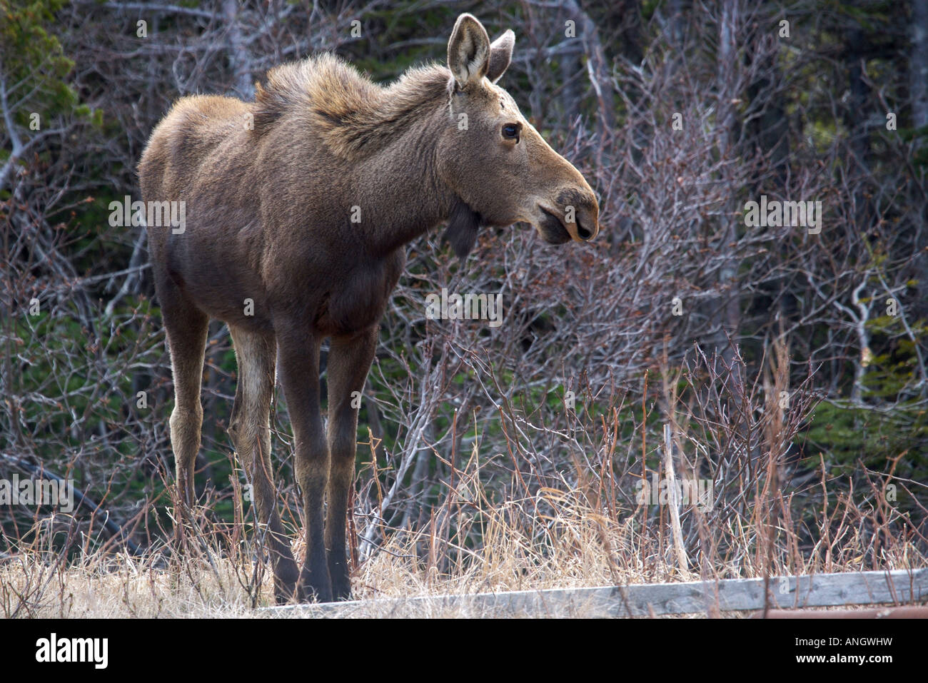 Elch, Alces Alces, Beweidung in eine Immobilie in St Lunaire-Griquet, Viking Trail, Great Northern Peninsula, Neufundland & Labrador Stockfoto