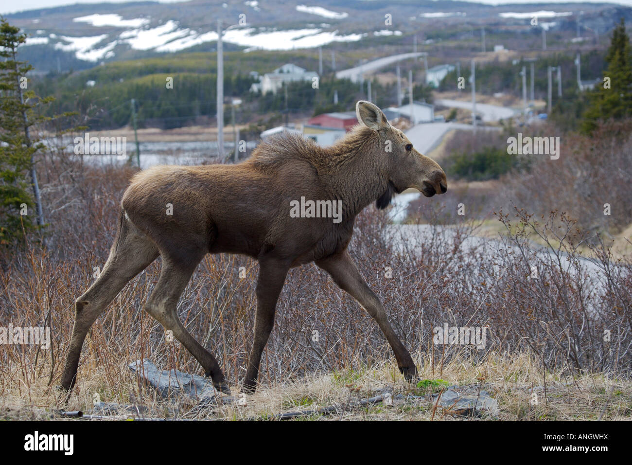 Elch, Alces Alces, Beweidung in eine Immobilie in St Lunaire-Griquet, Viking Trail, Great Northern Peninsula, Neufundland & Labrador Stockfoto