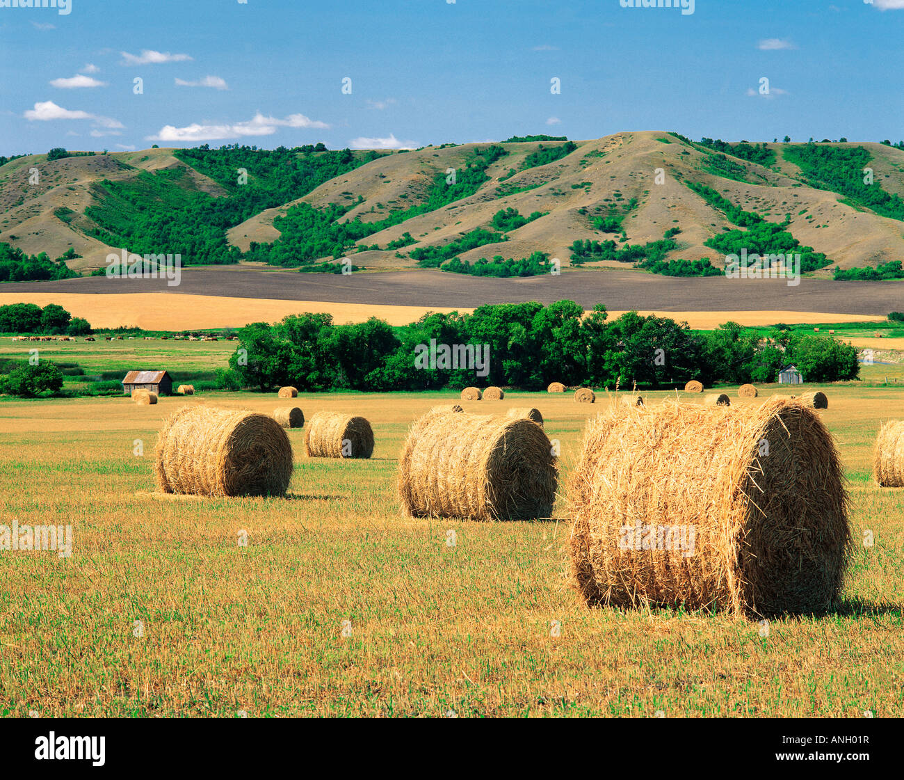 Stroh rollt, qu Tal, Saskatchewan, Kanada. Stockfoto