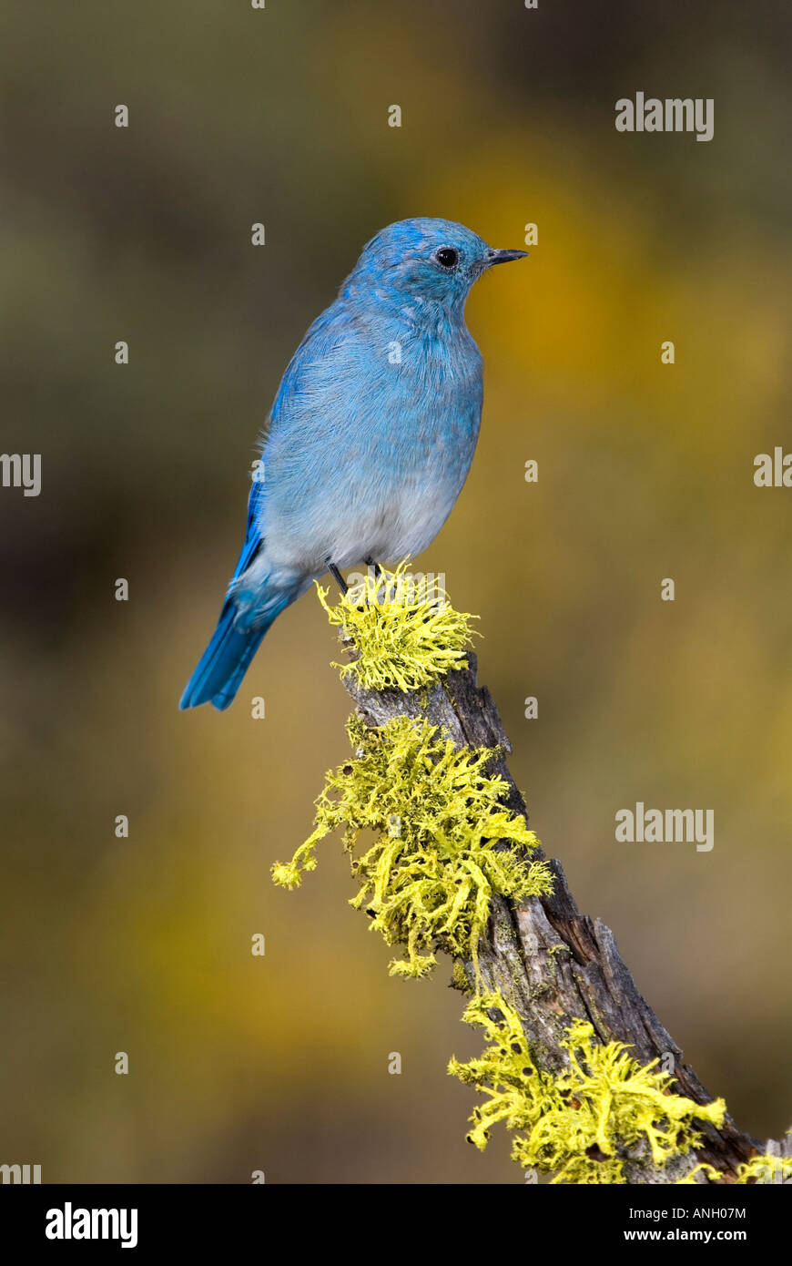 Mountain Bluebird, Vancouver Island, British Columbia, Kanada. Stockfoto