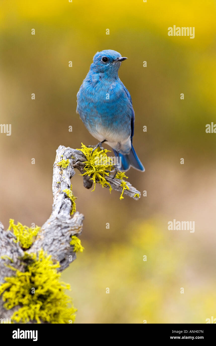 Mountain Bluebird, Vancouver Island, British Columbia, Kanada. Stockfoto