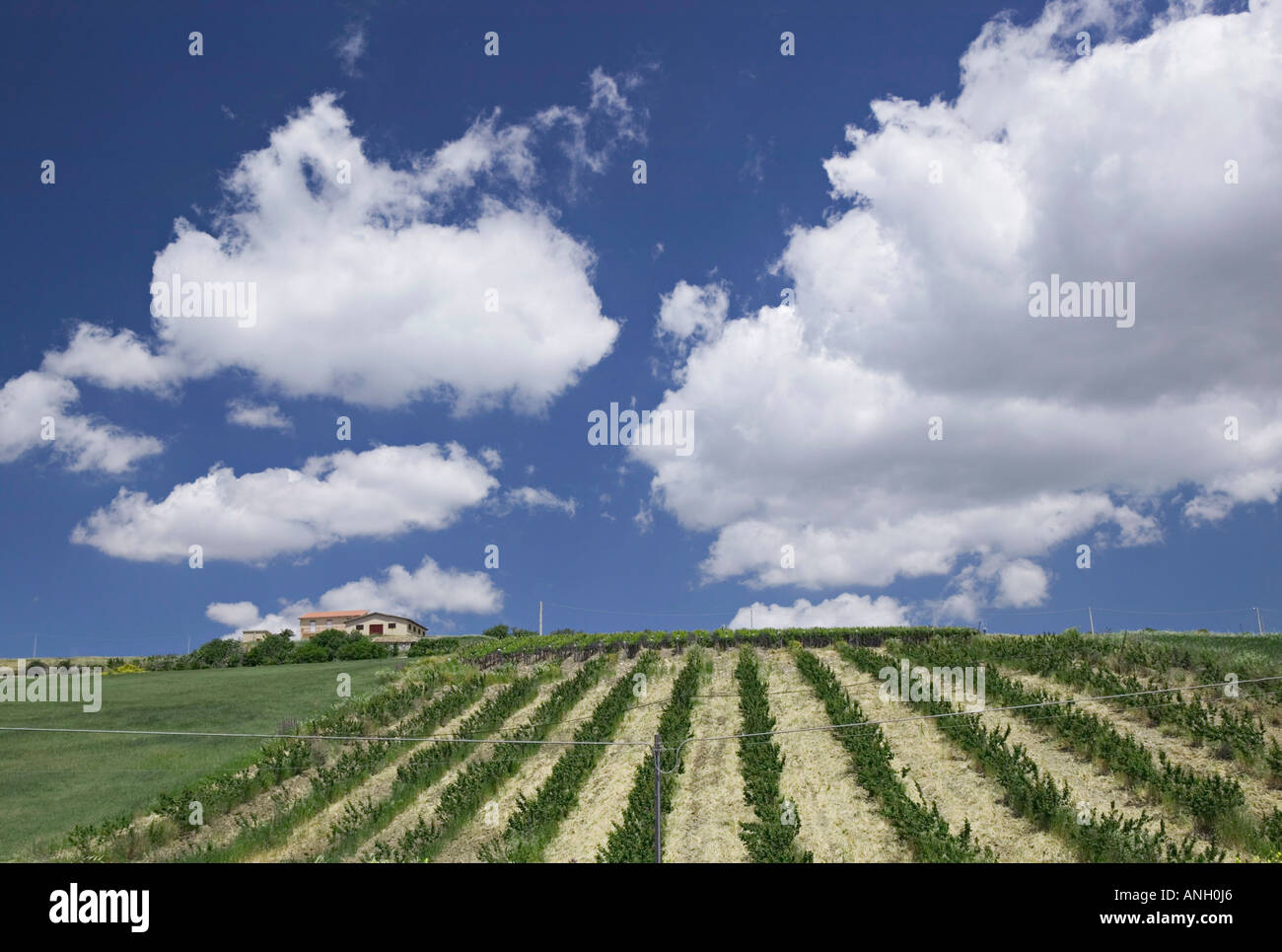 Pfirsich-Farm, Caltanissetta, Sizilien, Itlay Stockfoto