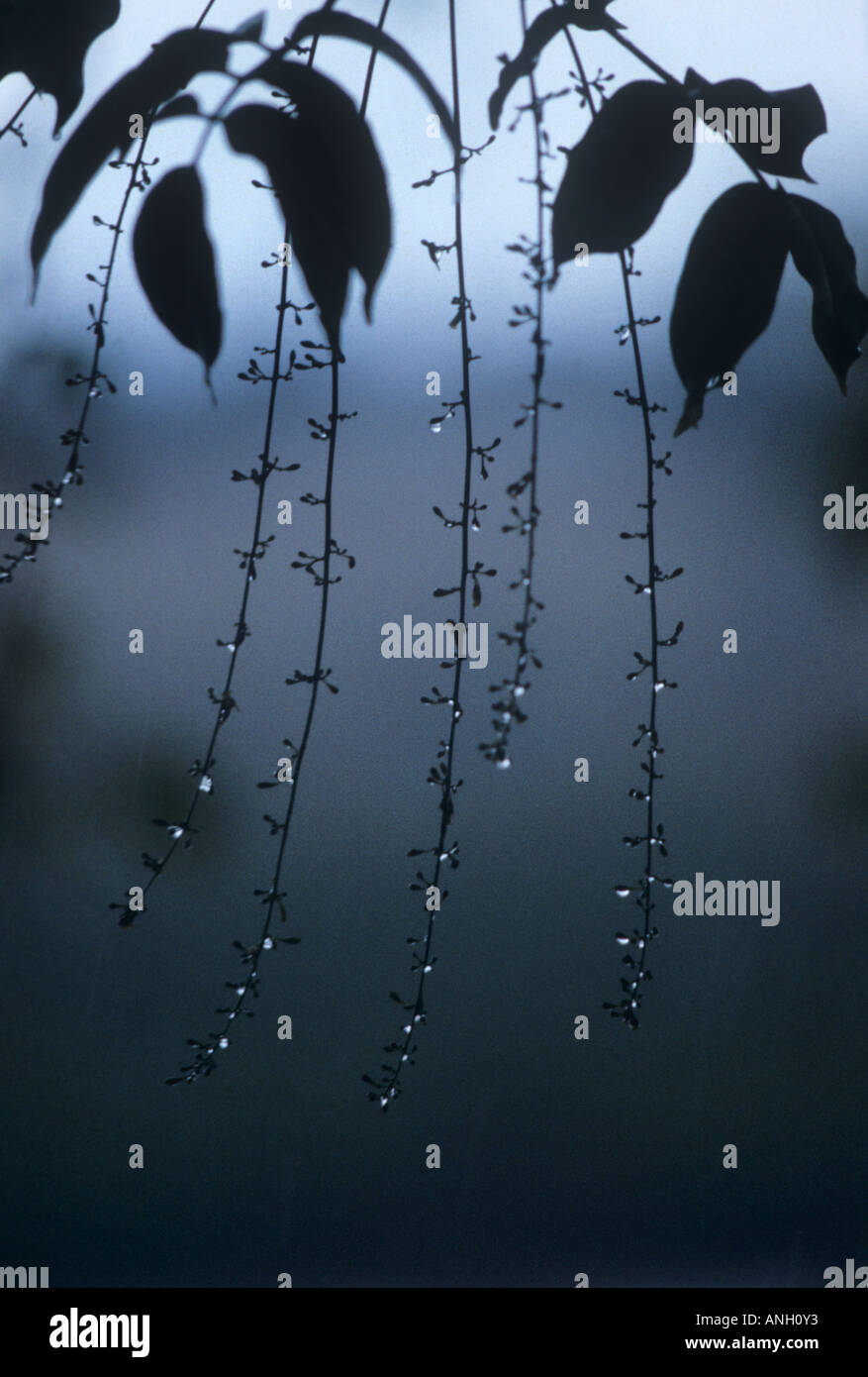 Glitzernde Tränen der Regen in Tansanias Elefant-reiche Selous Game Reserve hat eine Lebensfähigkeit anderen Parks und Reservate fehlt Stockfoto