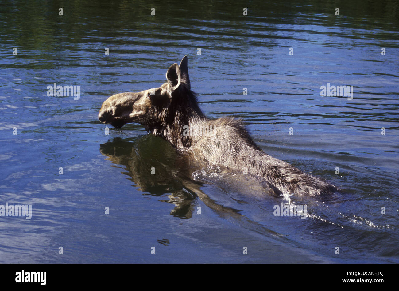 Elch, Schwimmen im Bowron River, Bowron Lake Park, Cariboo Region, Britisch-Kolumbien, Kanada. Stockfoto