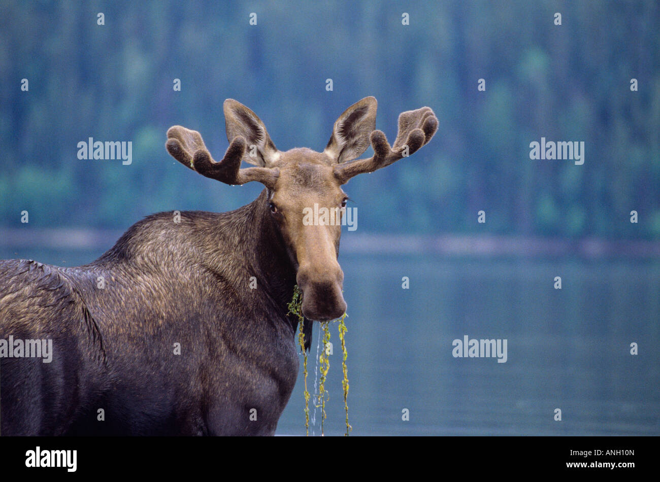 Junger Stier Elch, Bowron Lake Provincial Park in British Columbia, Kanada. Stockfoto