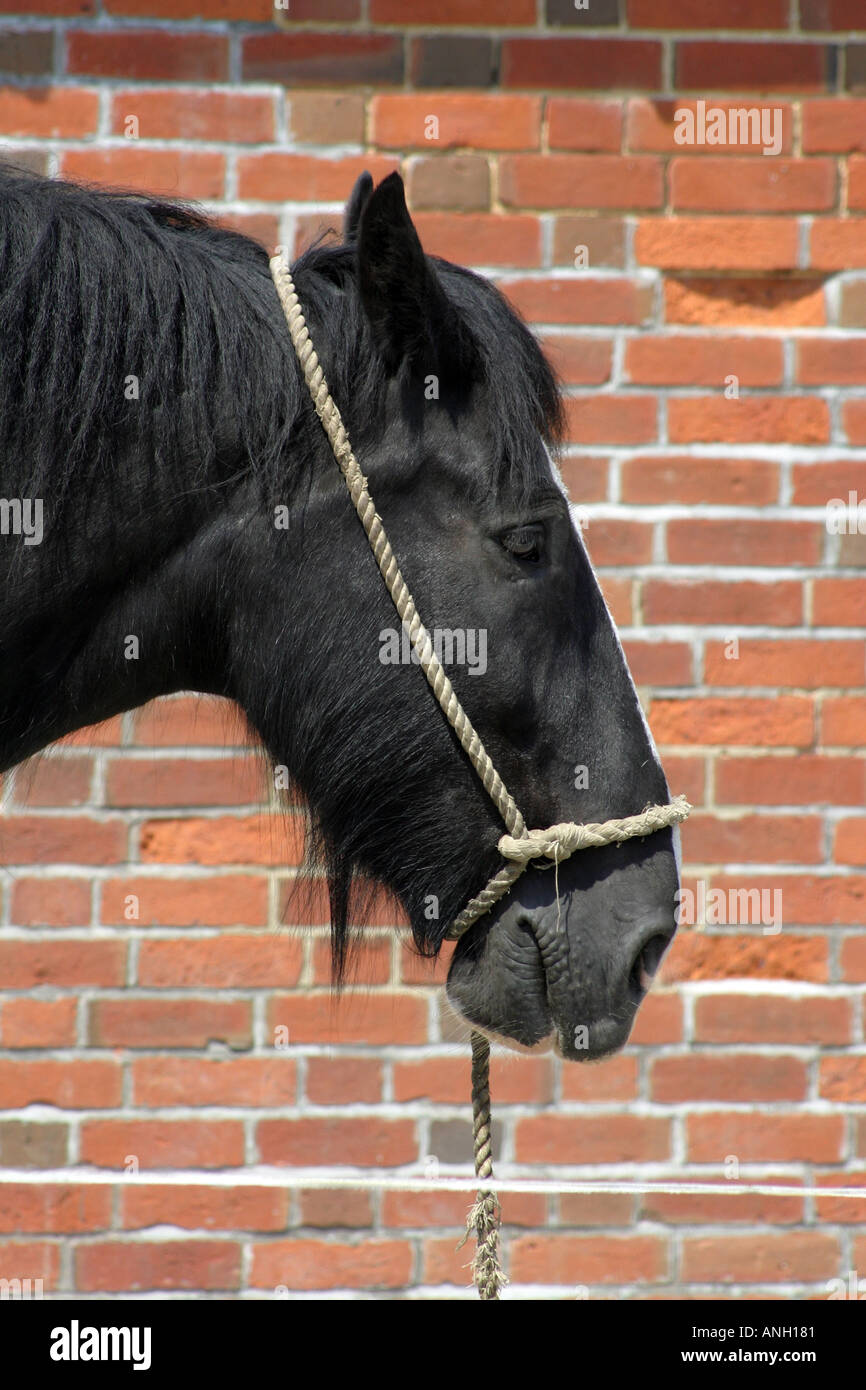 Shire Horse Portrait Stockfoto