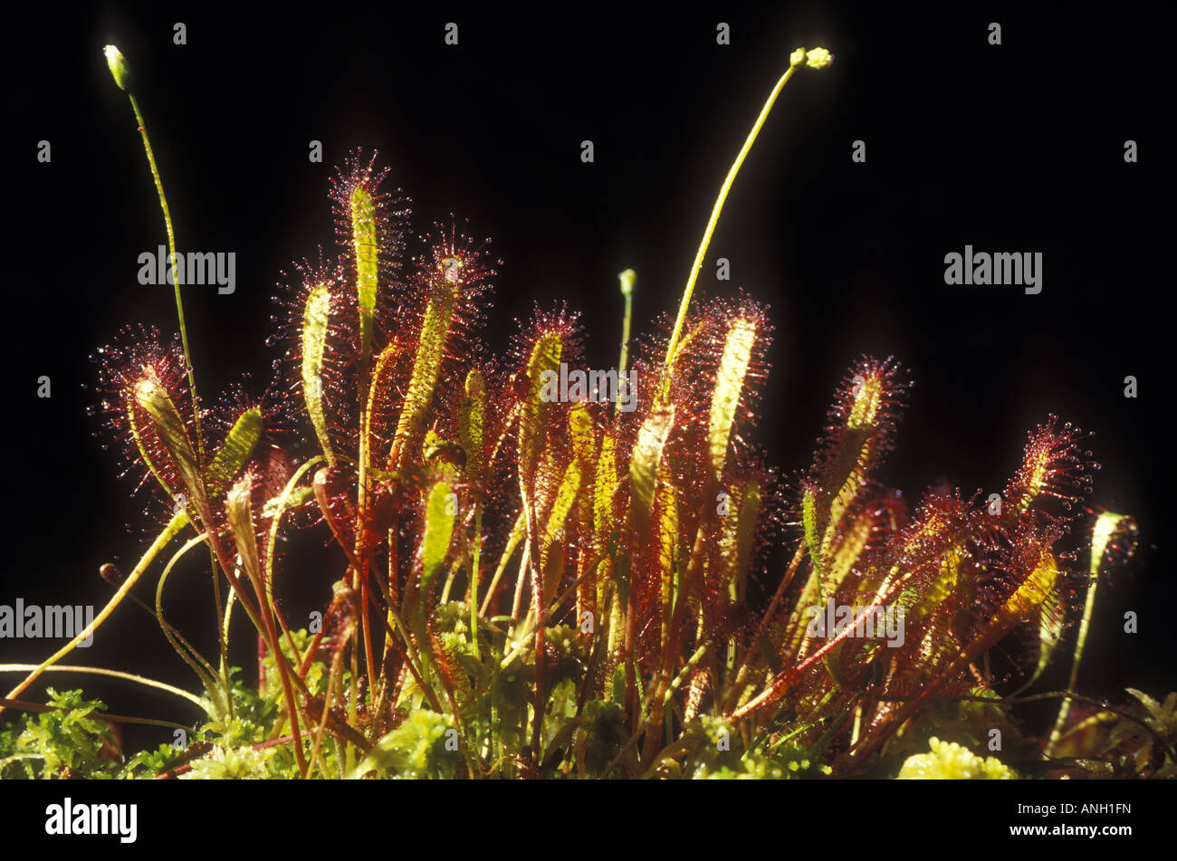 Lange-leaved Sonnentau, Britisch-Kolumbien, Kanada. Stockfoto