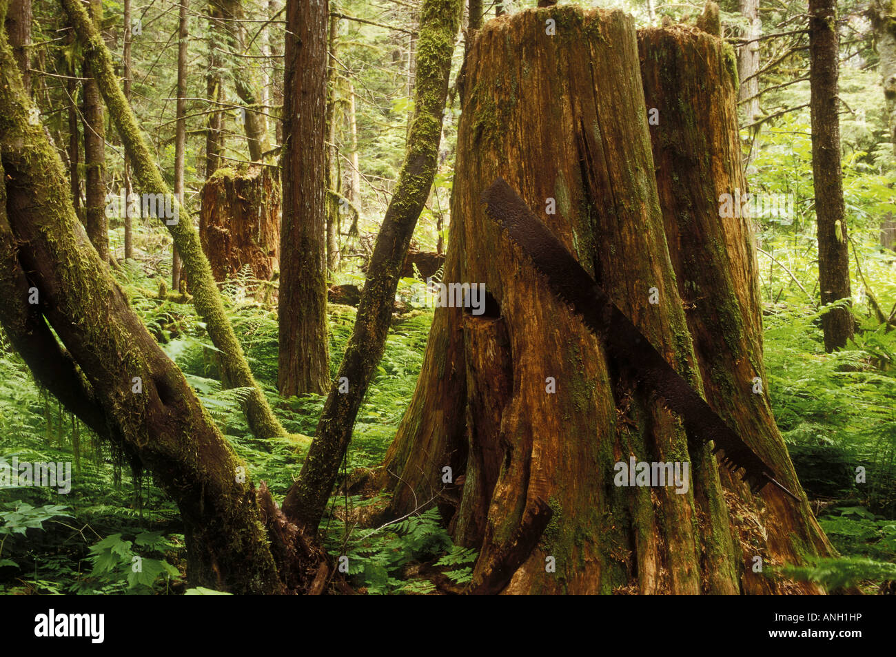 Western Red Cedar stumpf, Bella Coola Valley, British Columbia, Kanada. Stockfoto