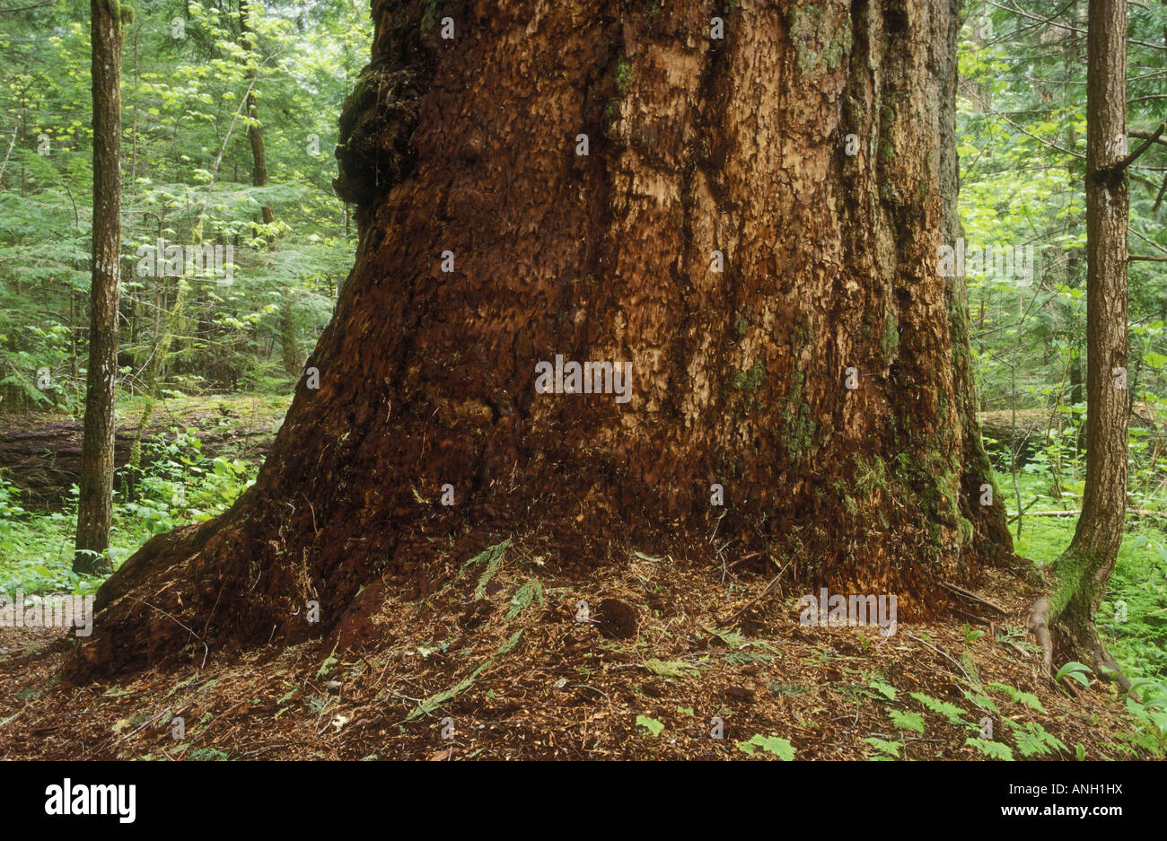 800 Jahre alten Western Red Cedar, Bella Coola Valley Regenwald, Britisch-Kolumbien, Kanada. Stockfoto