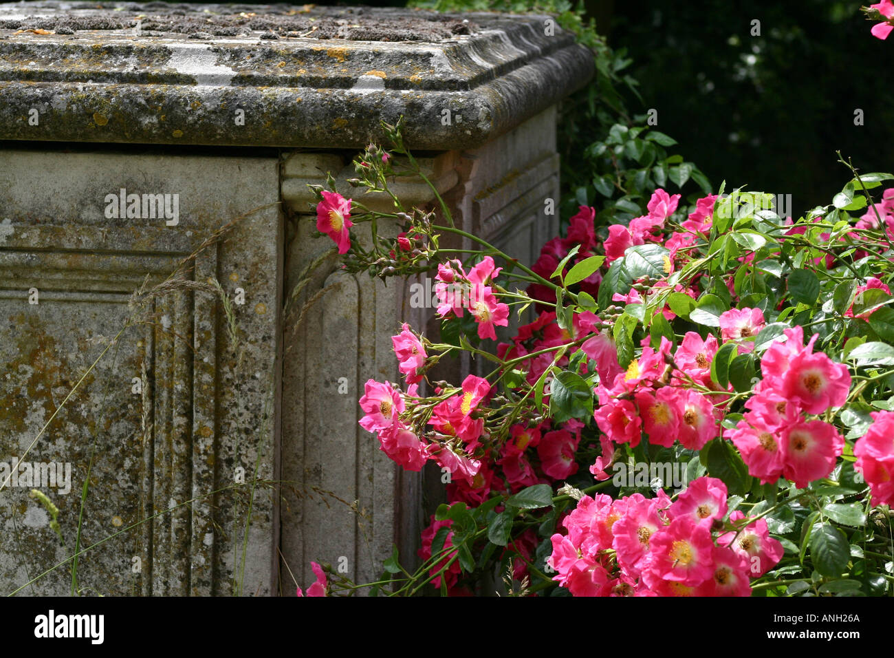 Grab und Rose in Gottesacker Stockfoto