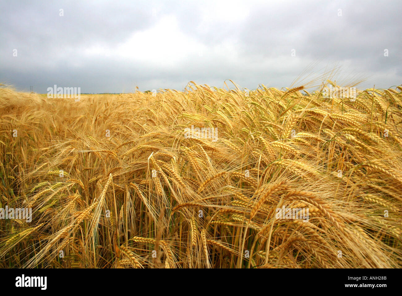 Ohren von Gerste wächst Stockfoto