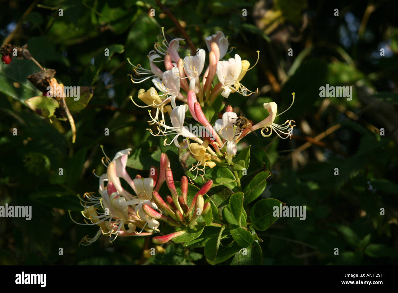Geißblatt-Blumen Stockfoto