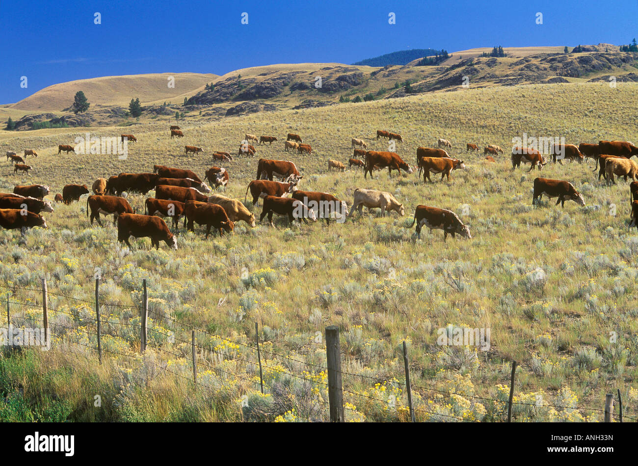 Rinder-Dirve in der Nähe von Merritt, British Columbia, Kanada. Stockfoto