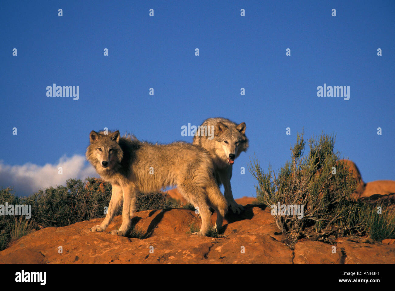 Mexikanische Wölfe Stockfoto