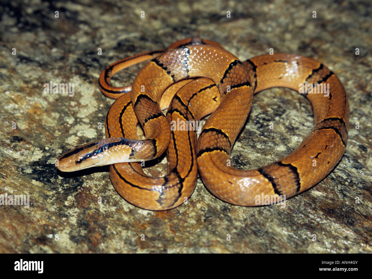 Bieten [SP], Colubridae, Nattern sind die typischen, häufigen, in der Regel harmlosen Schlangen alle Kontinente außer Australien. Stockfoto