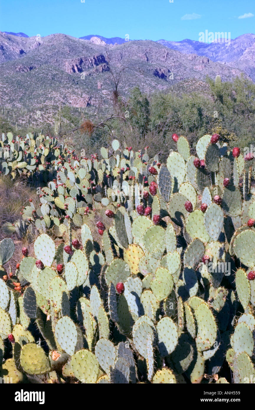 Die Ansicht des Sabino Canyon Berge und Prickly Pear Kakteen Tucson Arizona USA Stockfoto