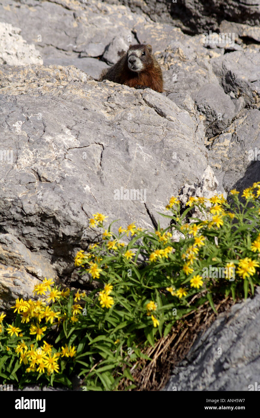 Yellow Bellied Marmot Marmota Flaviventris in den Felsen, Grand-Teton-Nationalpark, Wyoming, USA Stockfoto