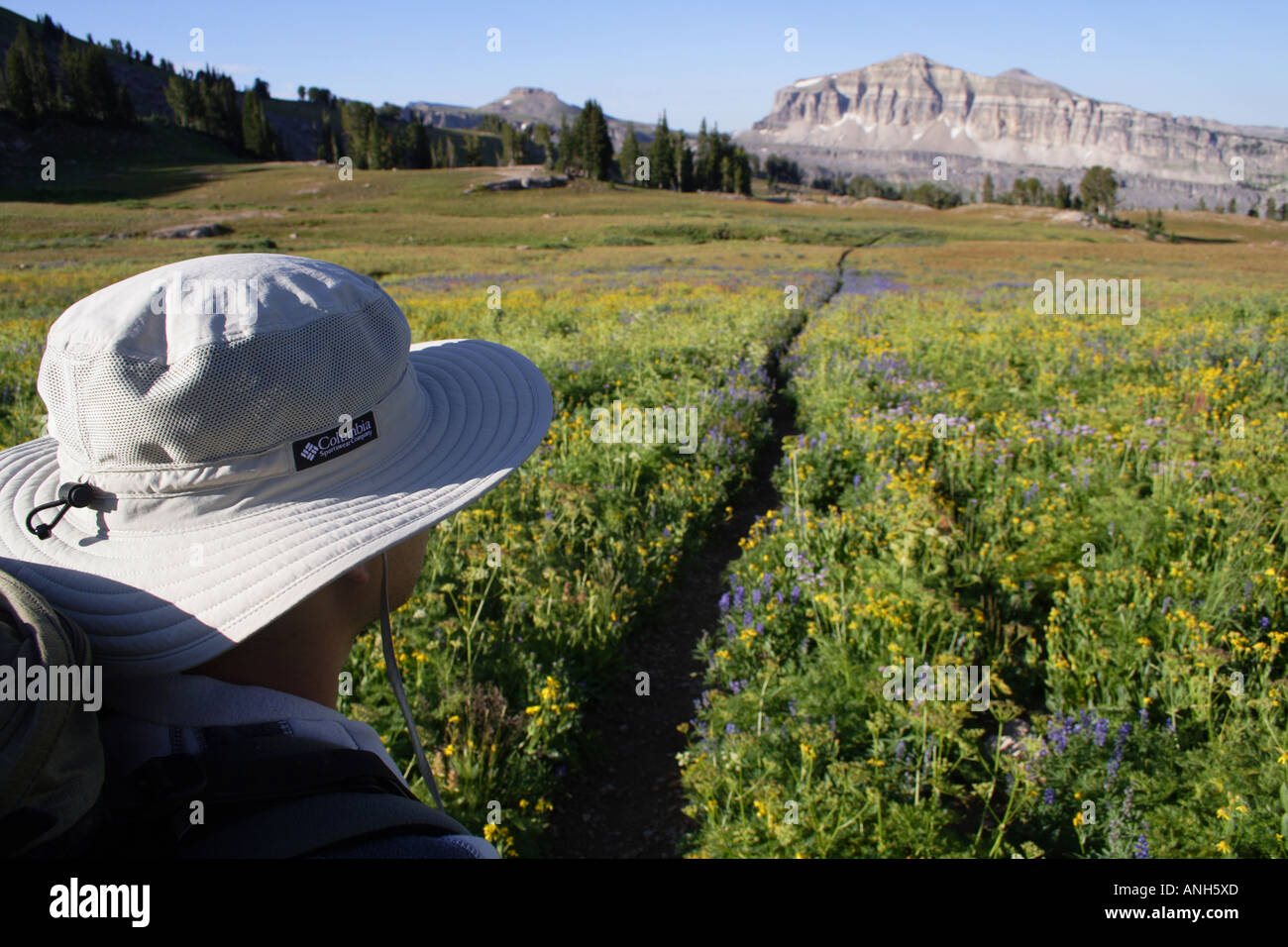 Wanderer zu Fuß durch ein Feld von Wildblumen in den Grand Teton National Park Mountains, Wyoming, USA Stockfoto