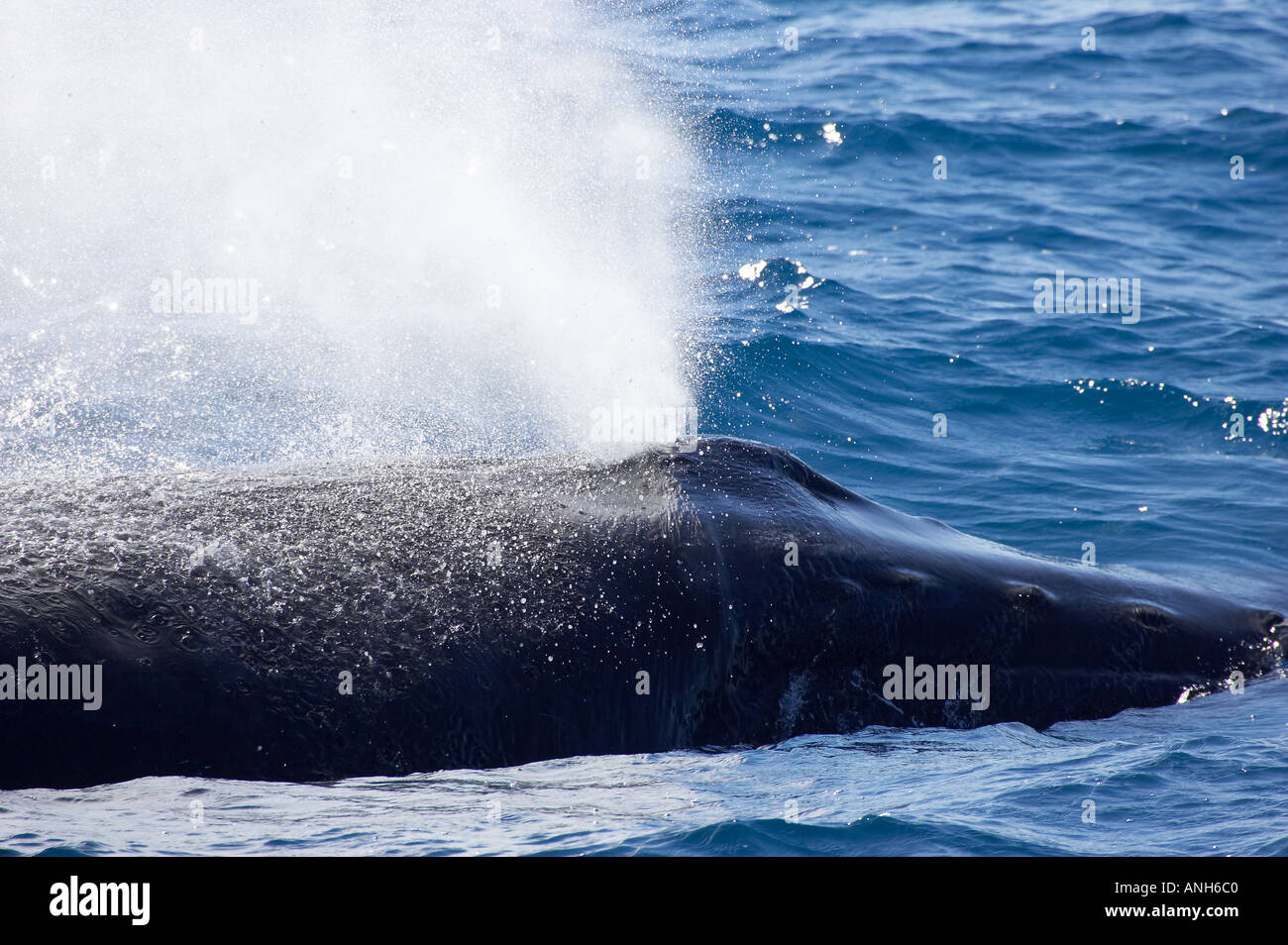 Novaeangliae Buckelwal Hervey Bay Queensland Australien Impressionen Stockfoto