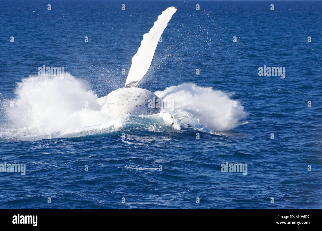Verletzung von Hervey Bay Queensland Australien Impressionen Novaeangliae Buckelwal Stockfoto