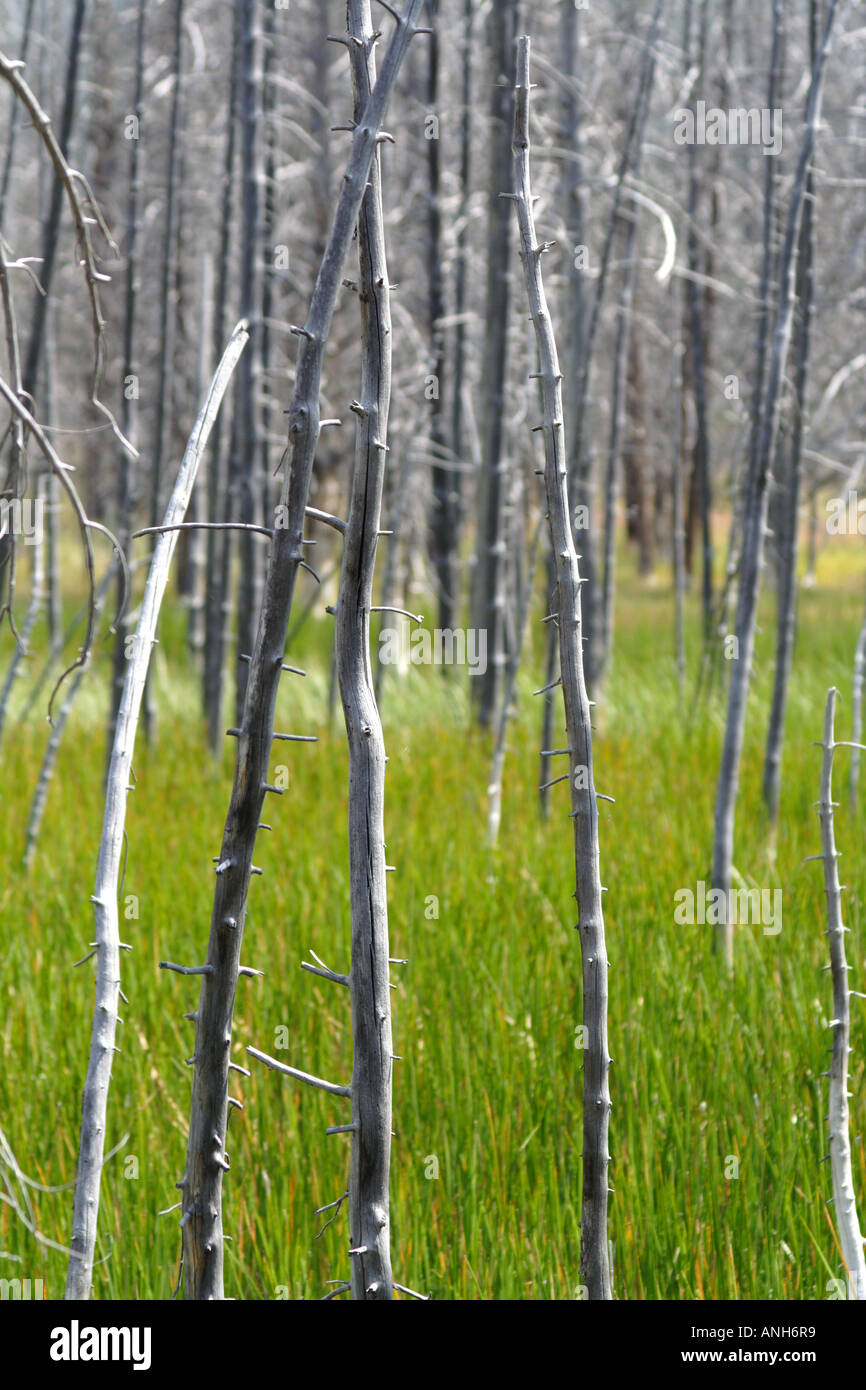 Bäume verbrannt durch Forestfire schaffen ein schönes Muster, Yellowstone-Nationalpark, Wyoming, USA Stockfoto
