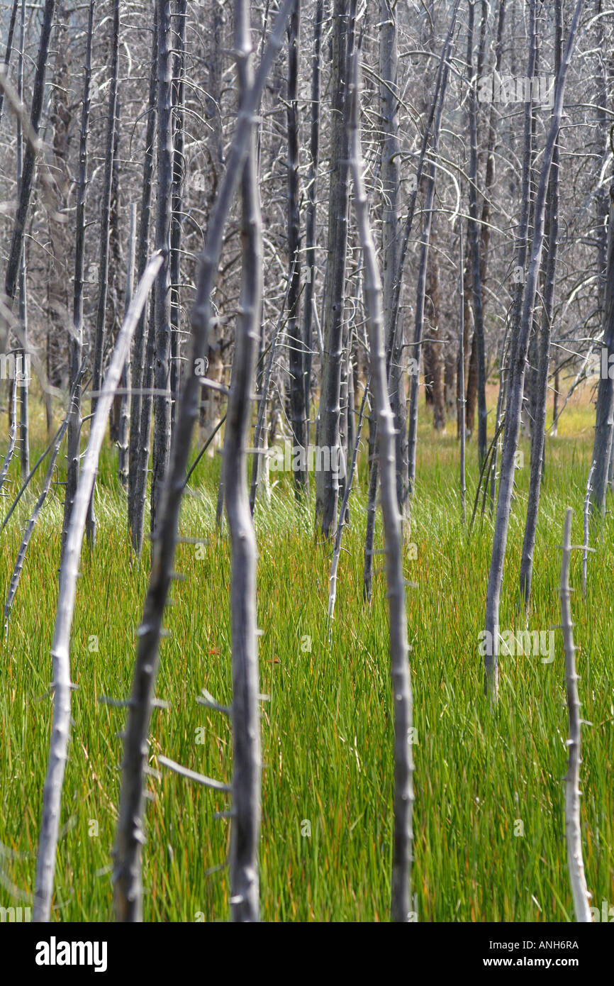 Bäume verbrannt durch Forestfire schaffen ein schönes Muster, Yellowstone-Nationalpark, Wyoming, USA Stockfoto