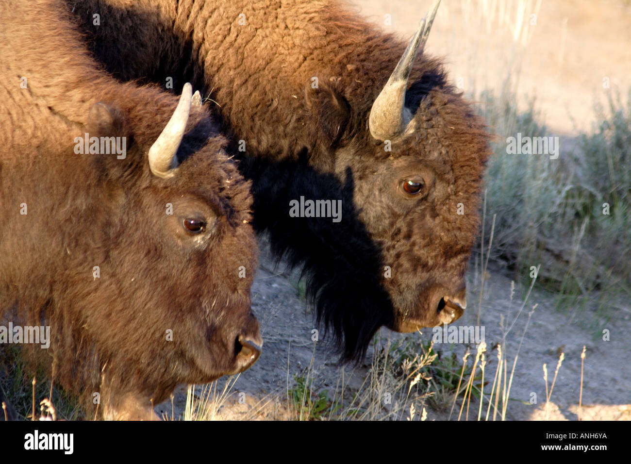 Zwei Büffel oder Bison, Yellowstone-Nationalpark, Wyoming, USA Stockfoto