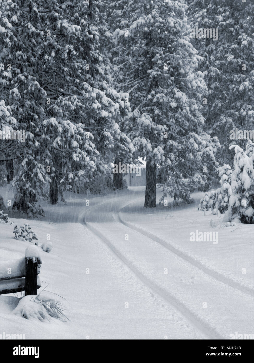 Einen verschneiten Feldweg in Nord-Kalifornien im winter Stockfoto