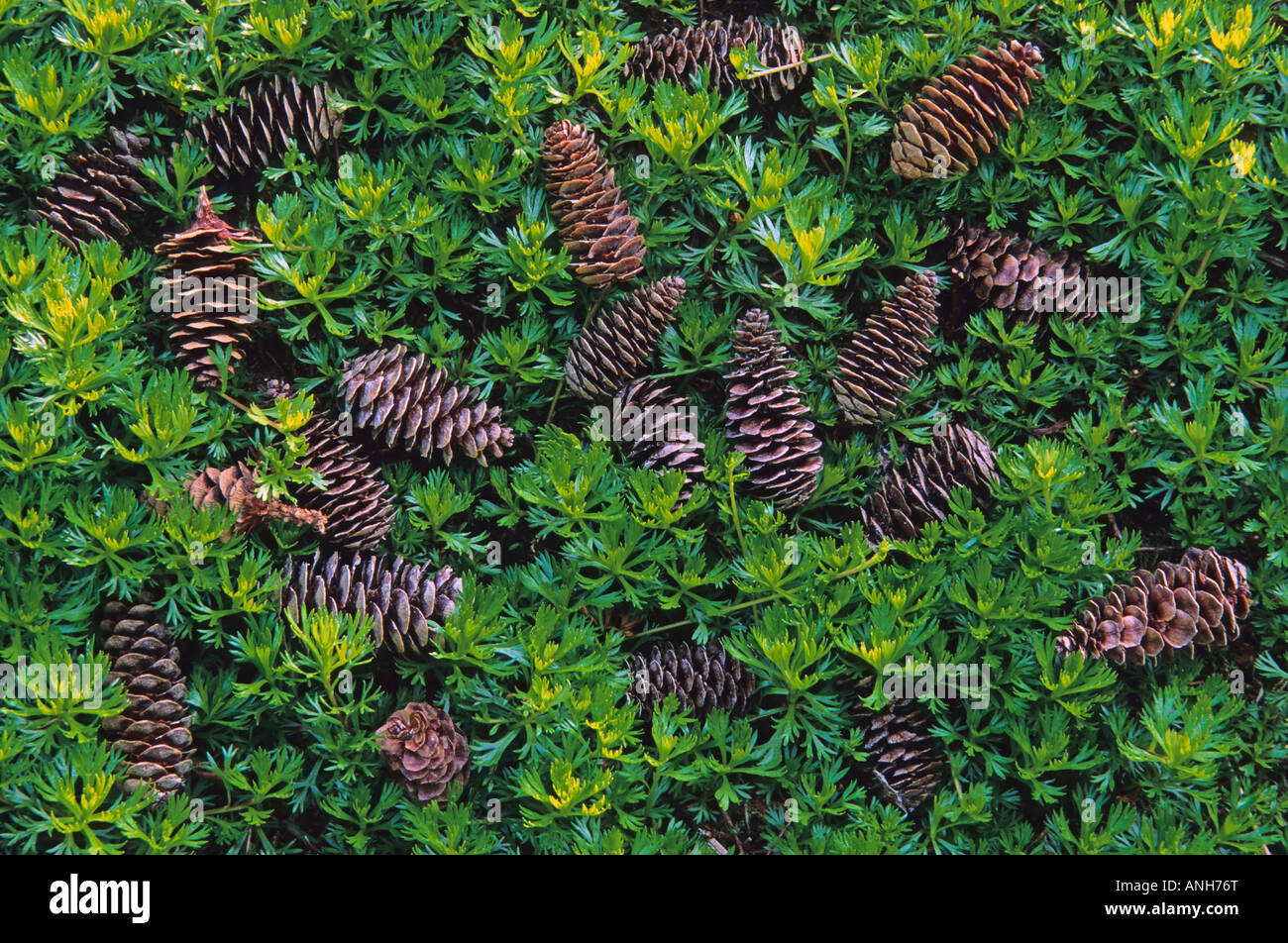 Subalpine Tannenzapfen (Abies Lasiocarpa) liegen verstreut auf dem Waldboden am See sehr schön Wasser Provincial Park, Britisch-Kolumbien, Stockfoto