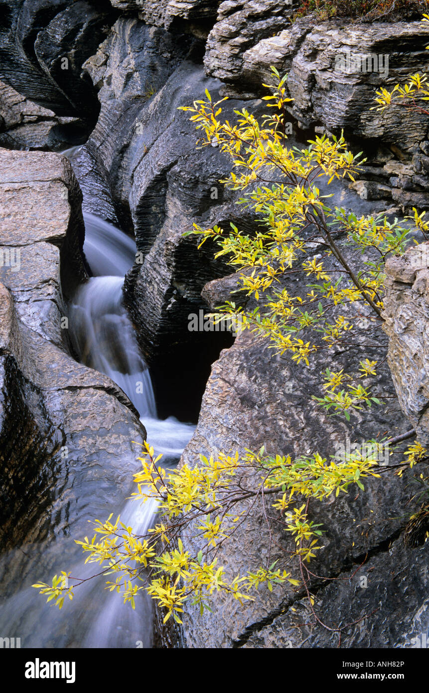 Rodel Stürze und Pacific Weide im Herbst: Rodel Creek hat eine natürliche Wasserrutsche in den Kalkstein-Felsen oberhalb Ber geschnitzt Stockfoto