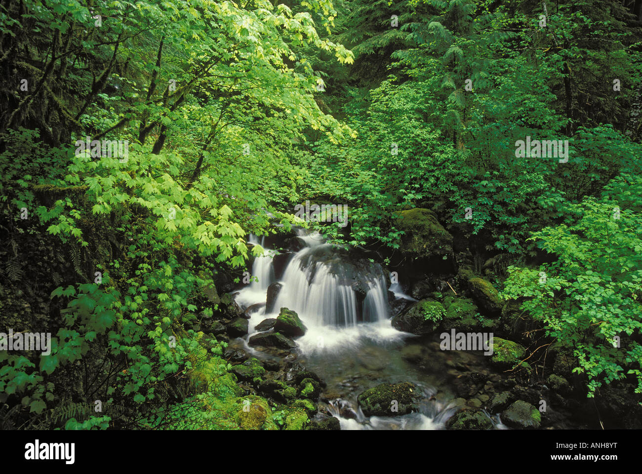 Pacific Forest: Rebe, Ahorn, Rot-Erle, Schierling, Brombeervogel, British Columbia, Kanada. Stockfoto