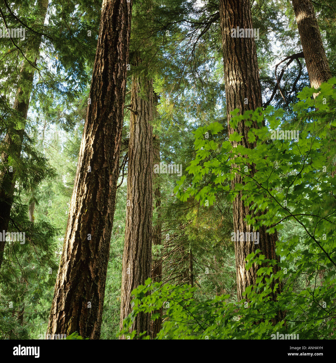 Mountian Hemlock Wald, Schmetterling See, Squamish, British Columbia, Kanada. Stockfoto