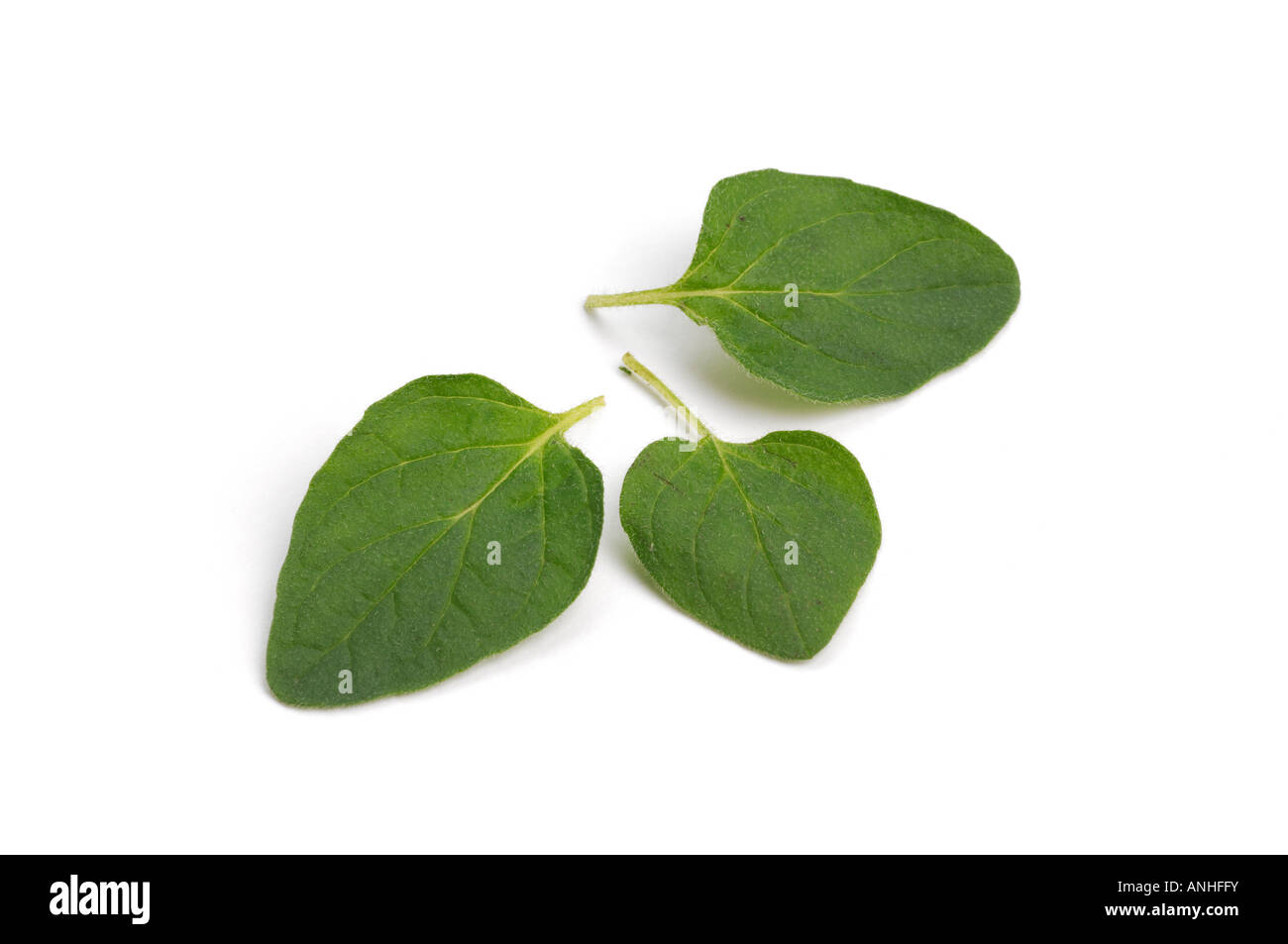 Frischen Oregano Blätter Stockfoto
