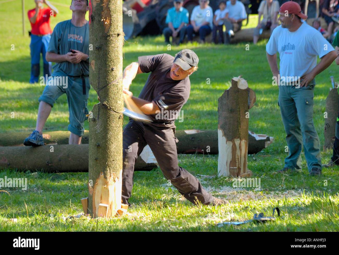 Ein Holzfäller, die einen Baum in einem Holzfäller Wettbewerb, hacken Hacken gegen die Uhr. Stockfoto