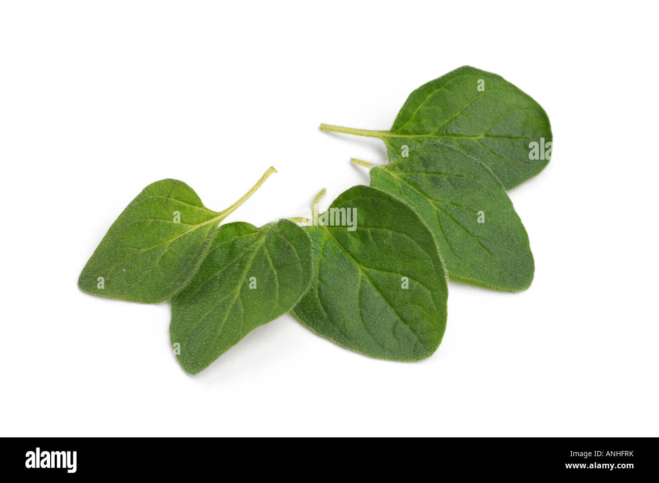 Frischen Oregano Blätter Stockfoto