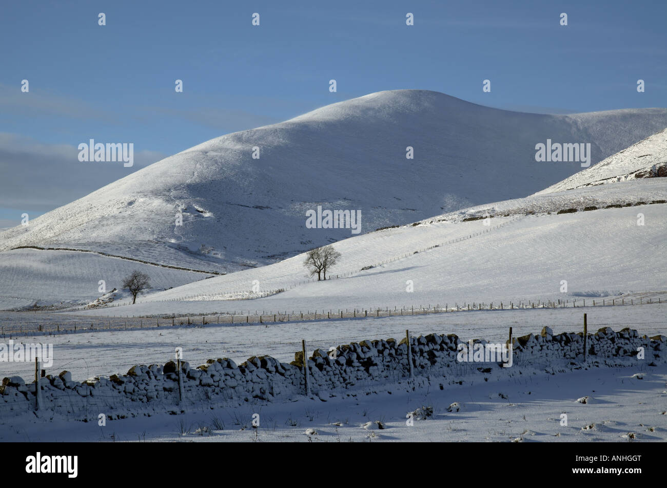 Schnee bedeckt die Pentland Hills im Winter mit zwei Bäumen und Steinmauer in schehens, Midlothian, Scotland, UK, Europa Stockfoto