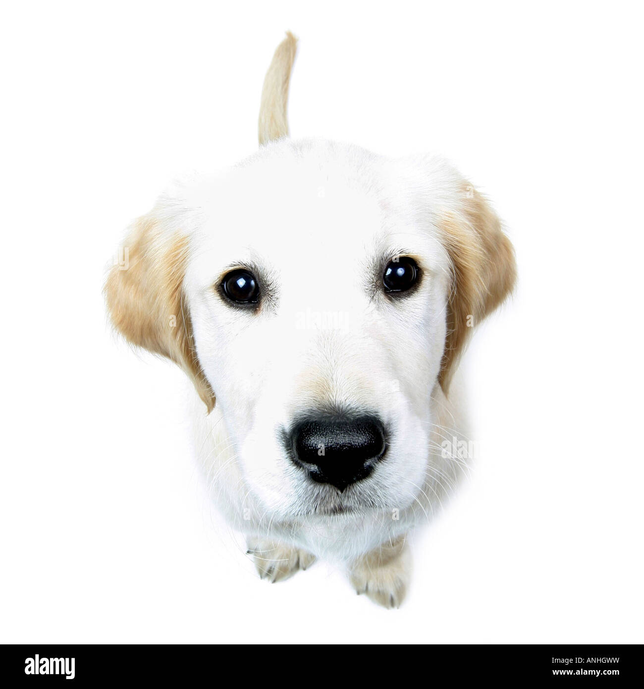 Golden Retriever Canis Lupus F. Familiaris Welpe geschnitten Stockfoto