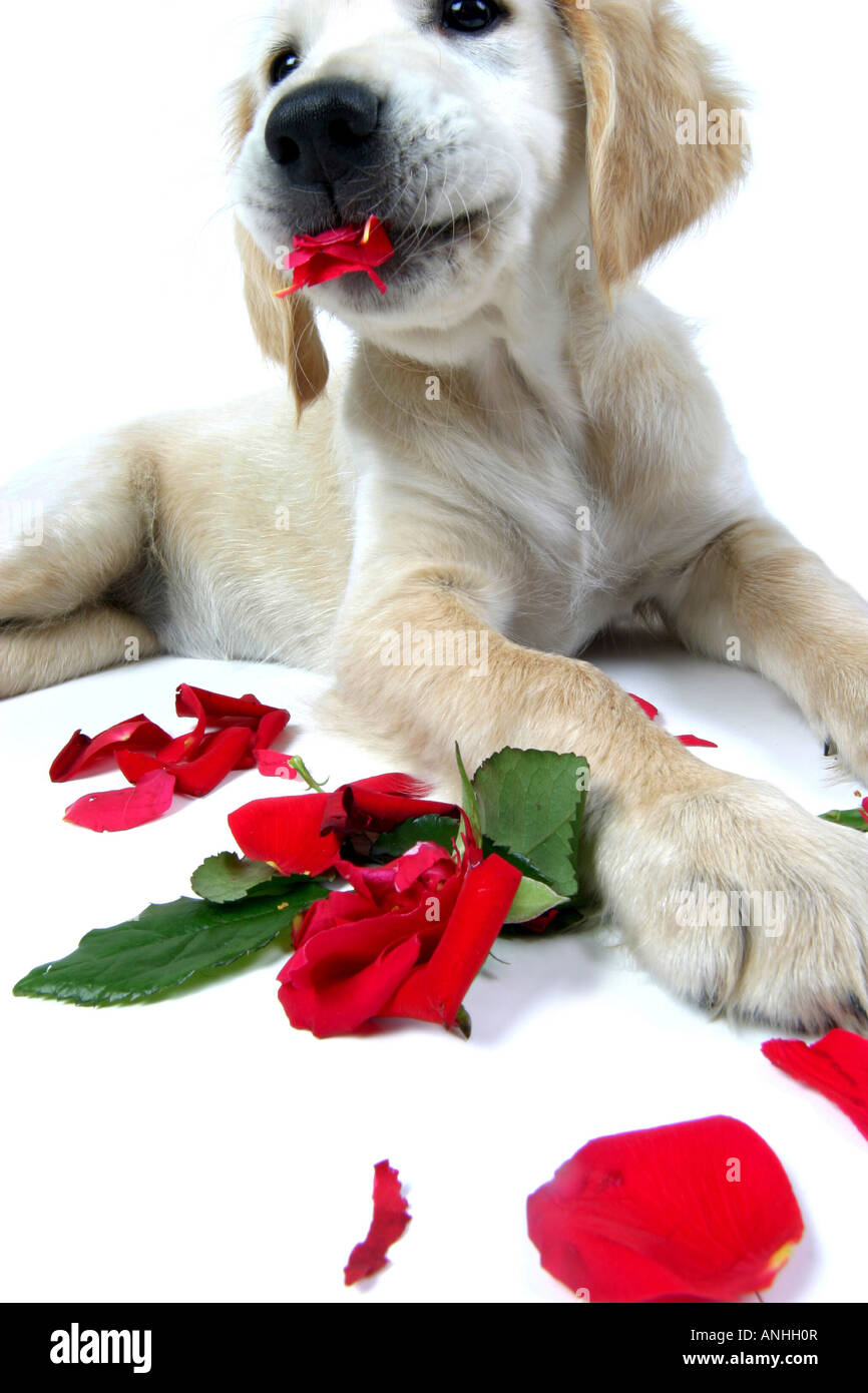 Golden Retriever Canis Lupus F. Familiaris Welpe Kommissionierung rote rose in Stücke Stockfoto