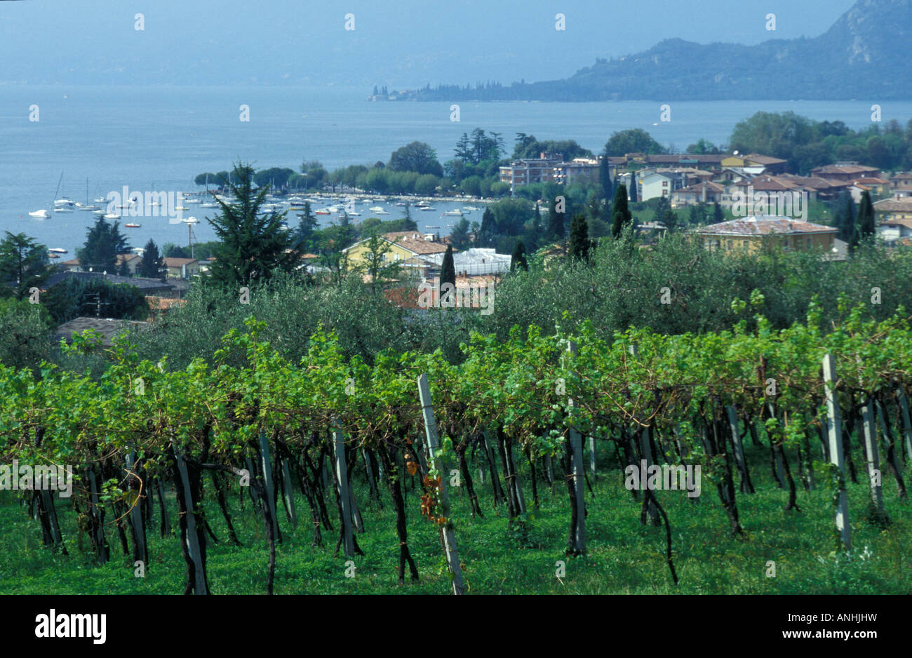 Weinberge in der Nähe von Bardolino am Gardasee Italien Europa Stockfoto